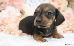 Miniature Dachshund dogs for sale: KC Registered Miniature Dachshund Puppies - Image 22