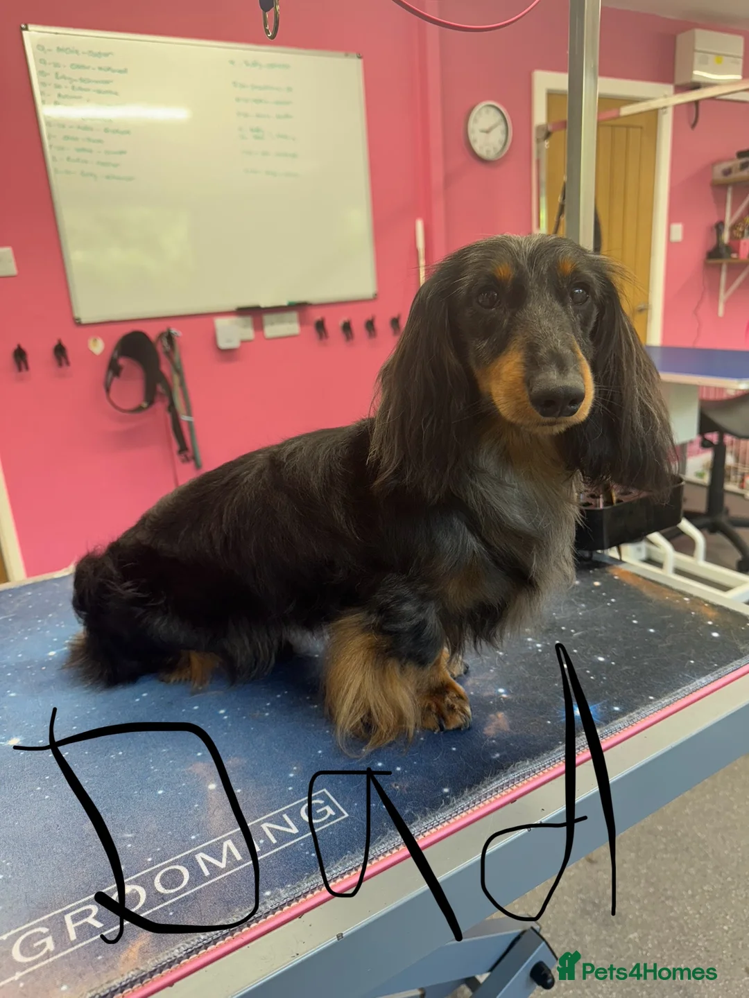Miniature Dachshund dogs for stud: Silver dapple miniature longhaired dachshund stud in Stowmarket - Advert 11