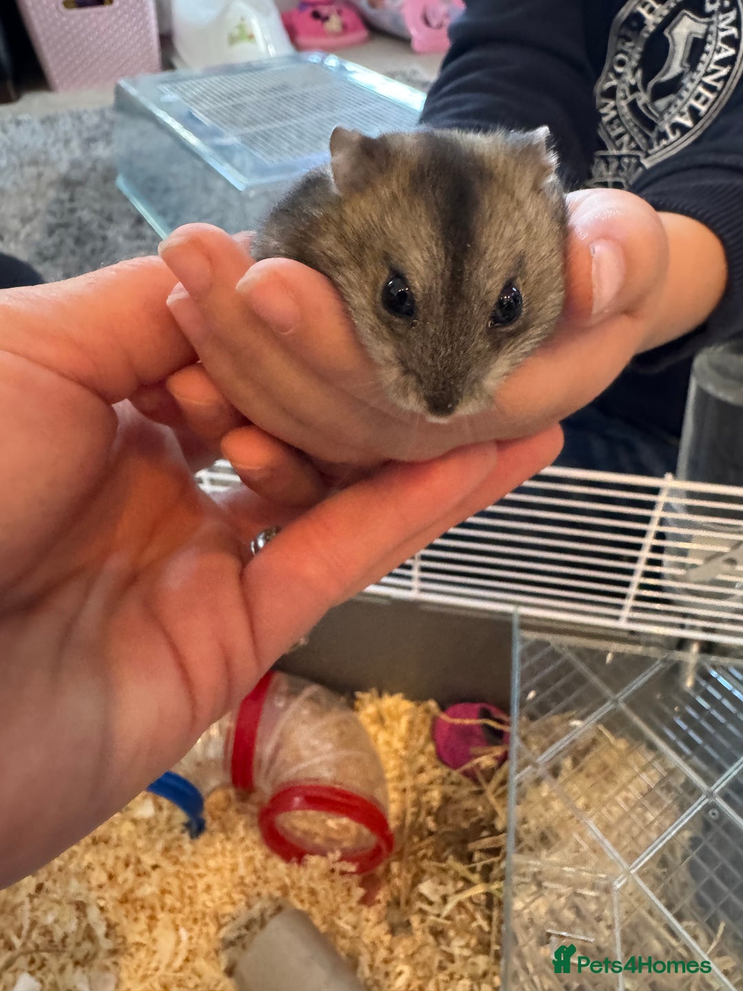 Hamster rodents for sale: Russian dwarf hamster  - Image 5