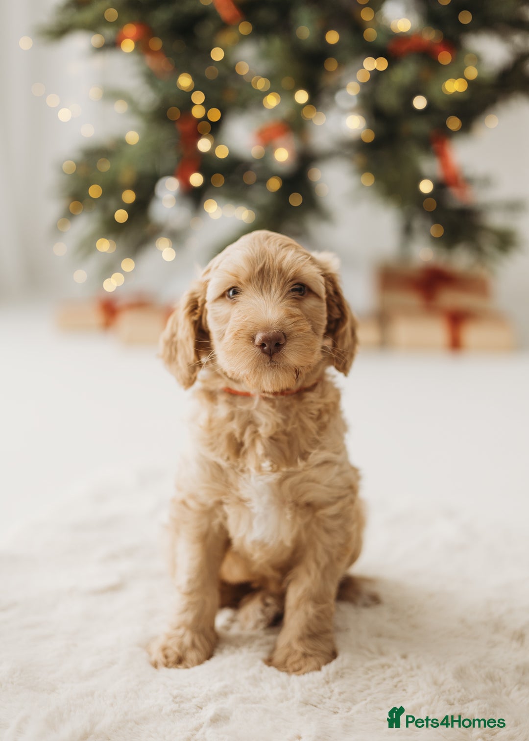 Australian Labradoodle dogs for sale: Australian Labradoodle medium  - Advert 2