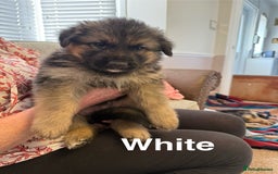 German Shepherd dogs for sale: KC Registered German Shepherd Puppies - Image 20