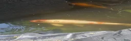 Koi Carp fish for sale: Mix of koi carp/sturgeon and tench for sale in Leeds - Advert 8
