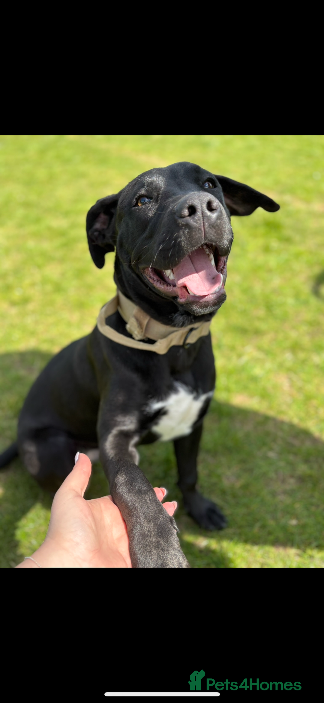 Mixed Breed dogs for sale: Beautiful rocco - Image 8