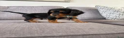 Cocker Spaniel dogs for sale: Beautiful tri coloured cocker spaniel pups   - Advert 13