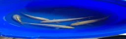 Pond Fish fish for sale: Various pond fish, koi, goldfish for sale - Advert 5