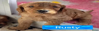 Rusty