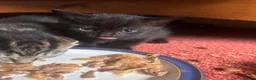 Mixed Breed cats for sale: 5 beautiful kittens  - Advert 9