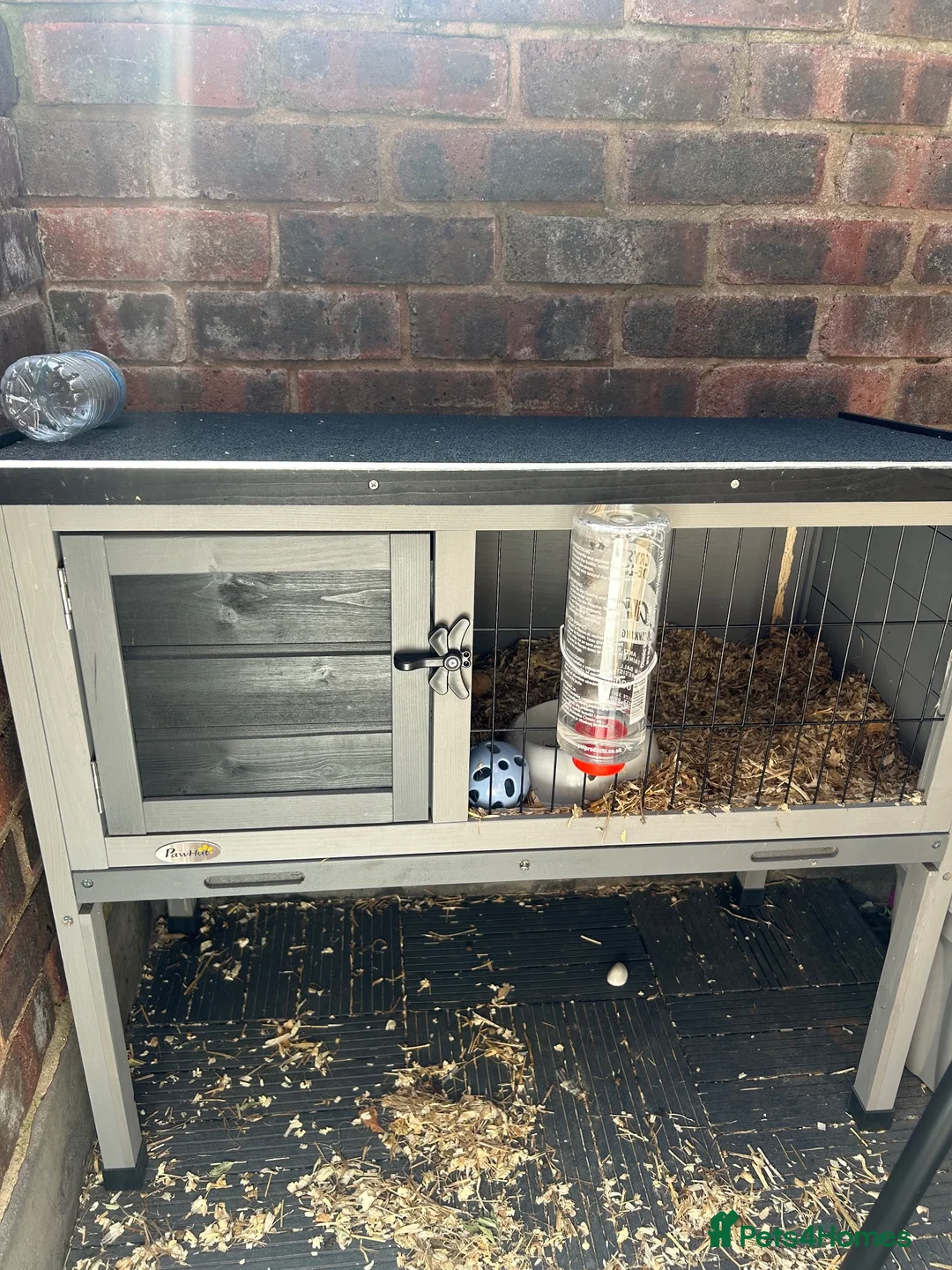 Mixed Breed rabbits for sale: Buddy  - Advert 2