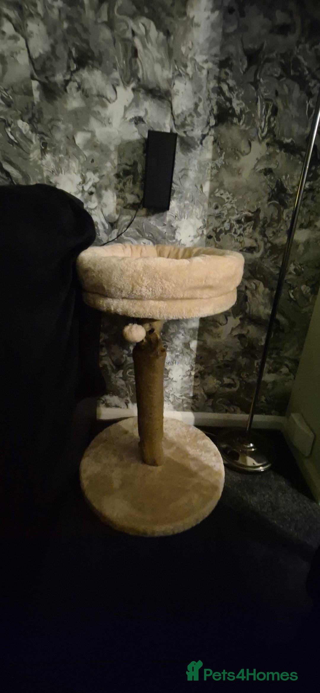 Ragdoll cats for sale: Ragdoll Cross Kitten  - Advert 6