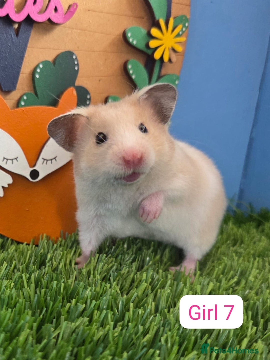 Hamster rodents for sale: Baby Syrian Hamster Male Female Boy Girl Pedigree  - Image 5
