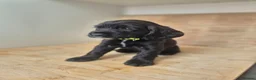 Cocker Spaniel dogs for sale: 🐾 8 Beautiful Working Cocker Spaniel Puppies 🐾 - Advert 7