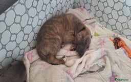 Whippet dogs for sale: 3/4 Whippet 1/4 Italian greyhound  - Image 5
