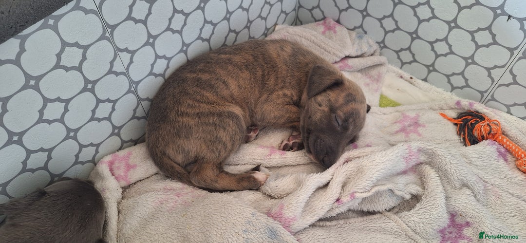 Whippet dogs for sale: 3/4 Whippet 1/4 Italian greyhound  - Image 5