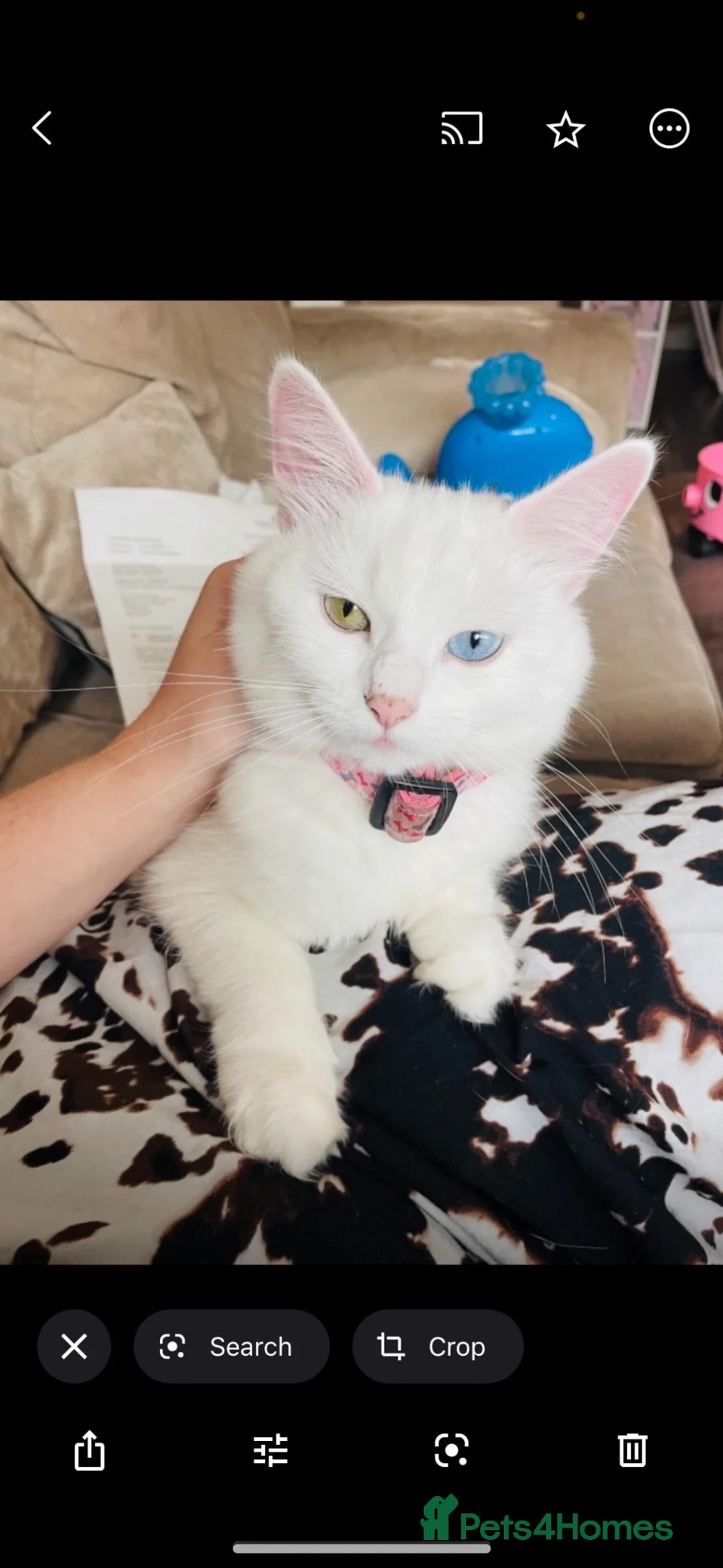 Turkish Van cats for sale: ❤️Beautiful marshmallow❤️ - Advert 2