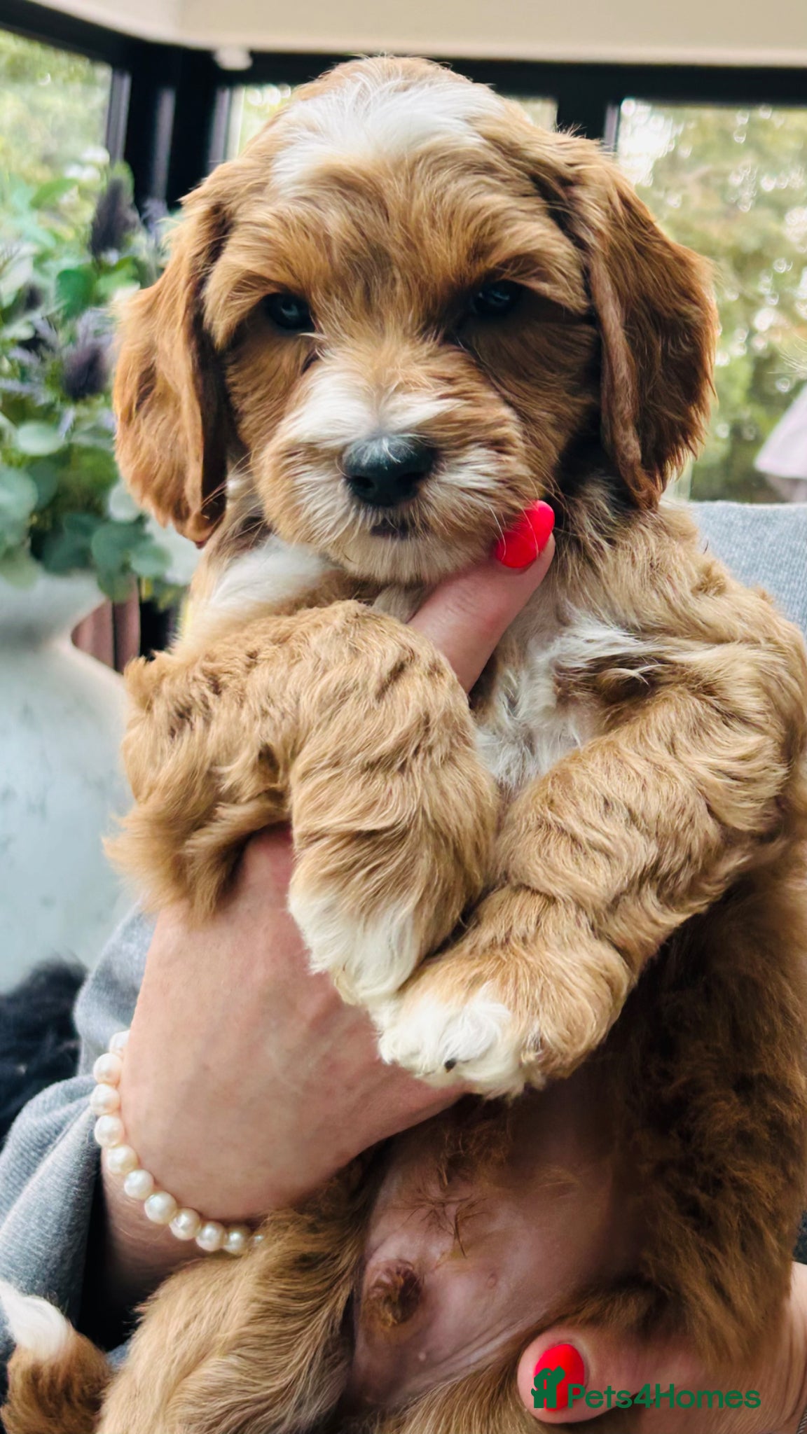 Australian Labradoodle dogs ***MR BRINKLEY'S PUPPIES*** - Advert 1