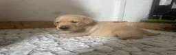 Labrador Retriever dogs for sale: My Labrador Puppys 🐾 - Advert 15