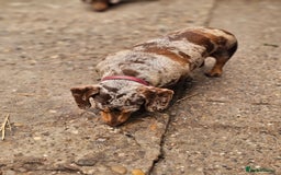 Miniature Dachshund dogs for sale: Proper miniature dachshunds  - Image 4