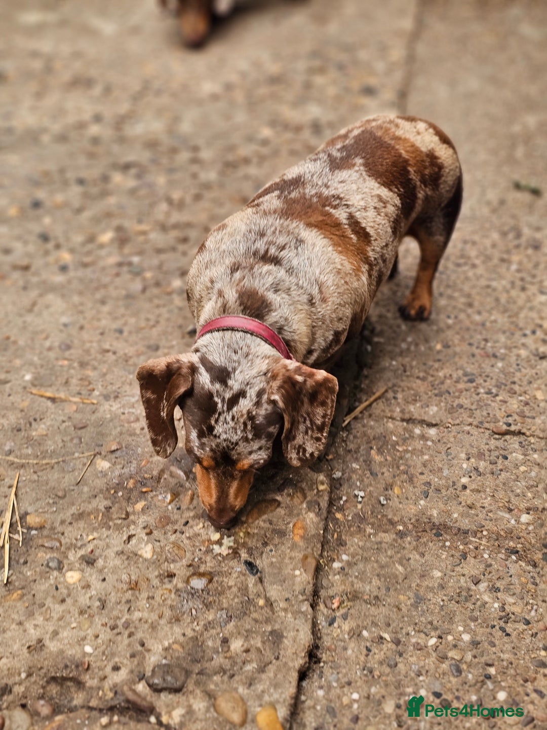 Miniature Dachshund dogs for sale: Proper miniature dachshunds  - Image 4