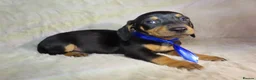 Dachshund dogs for sale: BEAUTIFUL DACHSHUND READY FOR FOREVER HOME!!! in Wolverhampton - Advert 21
