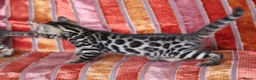 Bengal cats for sale: Outstanding Bengal kittens , European champion dad - Advert 10