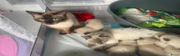 Ragdoll cats for sale: Full ragdoll kittens  - Advert 5