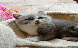 British Shorthair cats for sale: Gorgeous British short-hair kittens  - Image 28