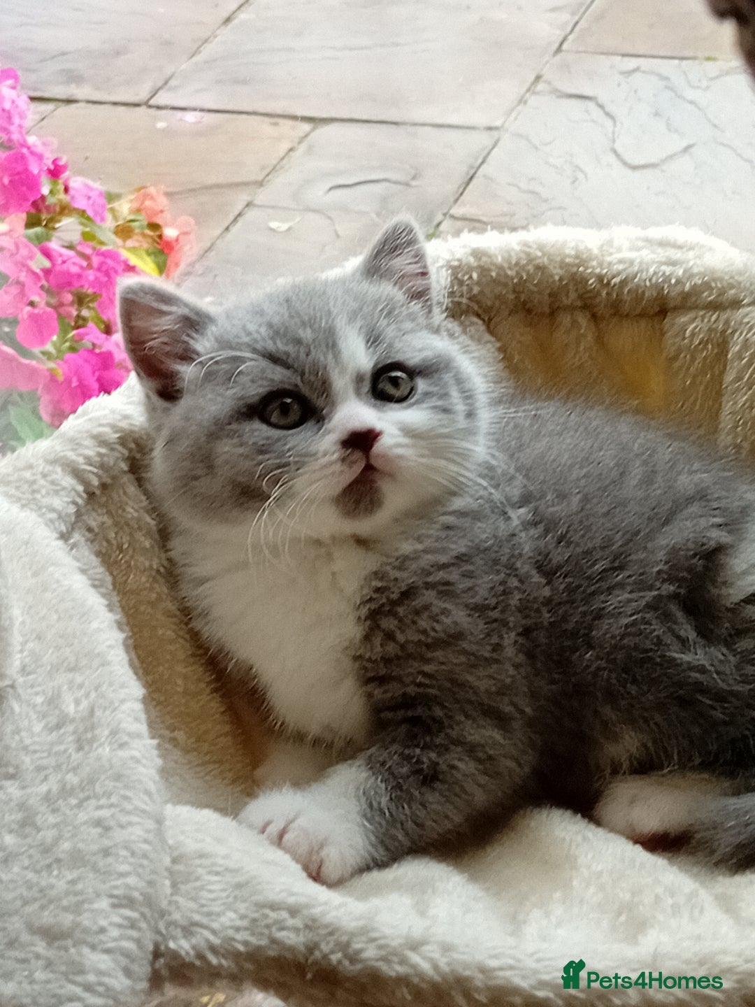 British Shorthair cats for sale: Gorgeous British short-hair kittens  - Image 28
