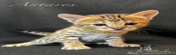 Savannah cats for sale: Excellent Quality Tica Registered Purebred kittens - Advert 18
