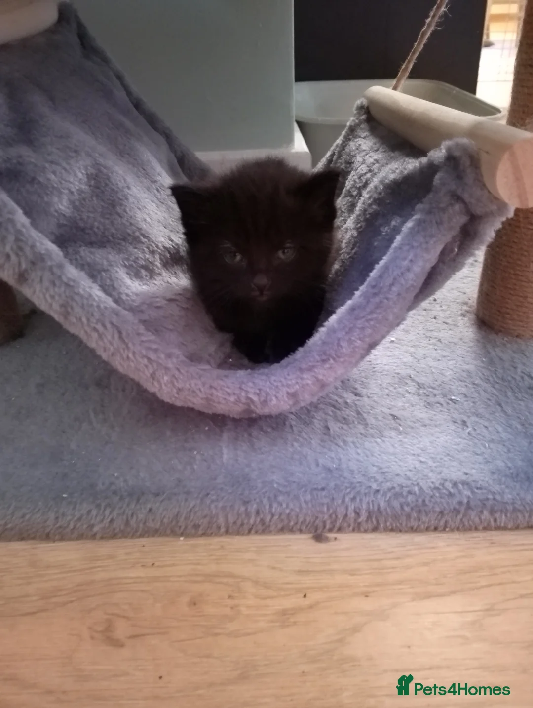 Mixed Breed cats for sale: Beautiful kittens  - Advert 8