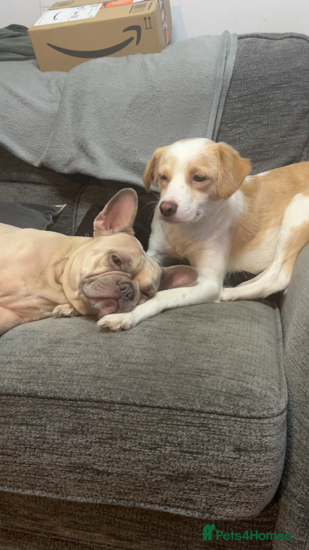 Mixed Breed dogs for sale: amalia - Advert 6