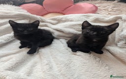 Mixed Breed cats for sale: Sweet kittens  - Image 4