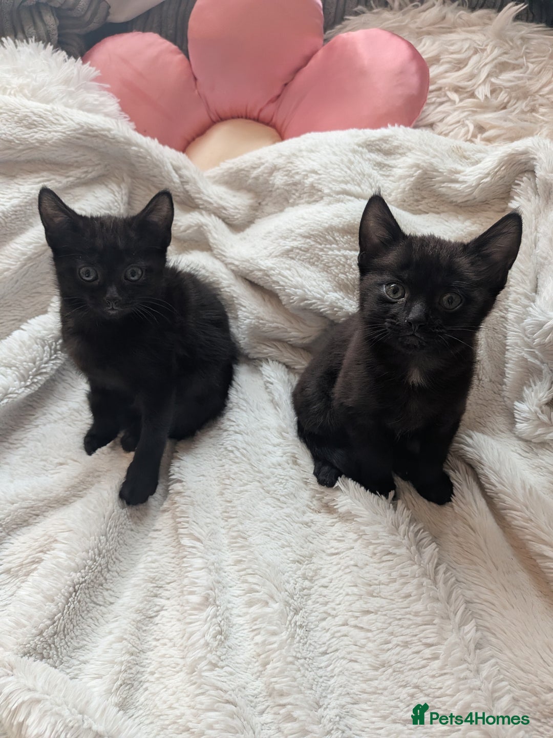 Mixed Breed cats for sale: Sweet kittens  - Image 4