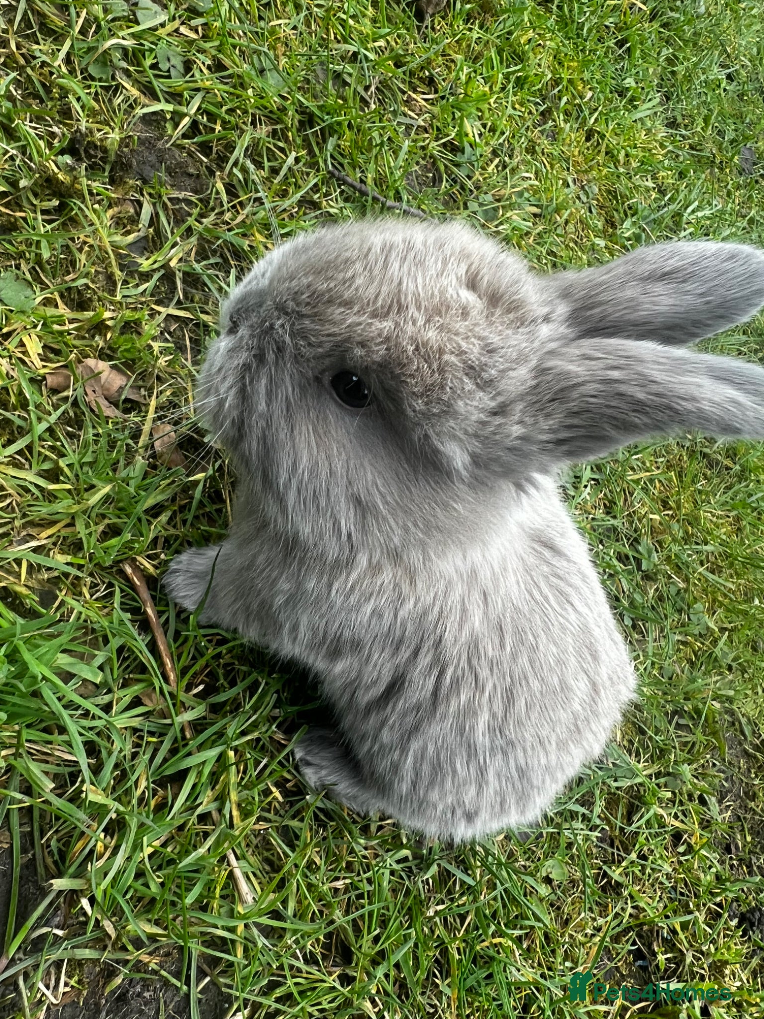 Mini Lop rabbits Mini loop - Advert 20