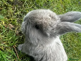 Mini Lop rabbits Mini loop - Advert 20
