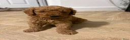 Mini Goldendoodle dogs for sale: Mini Goldendoodle pups - Advert 15