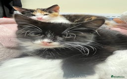 Turkish Angora cats for sale: Adorable 8-Week-Old Kittens Ready Now 🐾 - Image 3