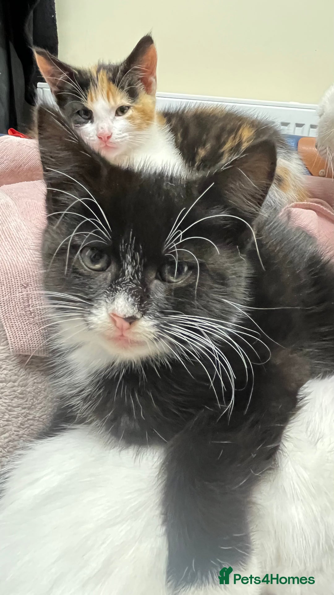 Turkish Angora cats for sale: Adorable 8-Week-Old Kittens Ready Now 🐾 - Image 3