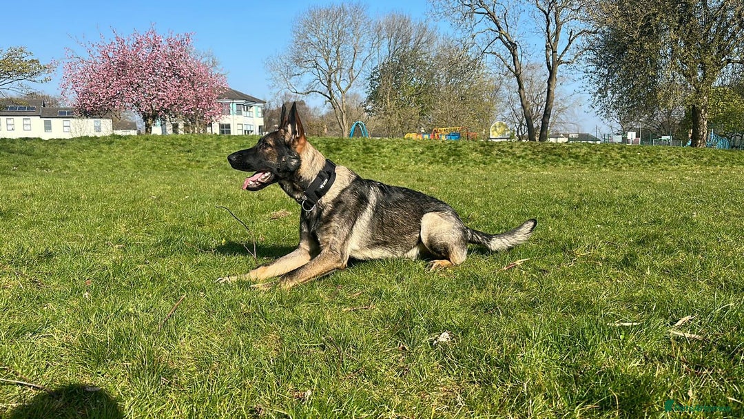 German Shepherd dogs for sale: Male German shepard  - Image 2