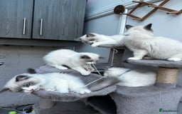 Ragdoll cats for sale: Male Ragdoll kittens - Image 3