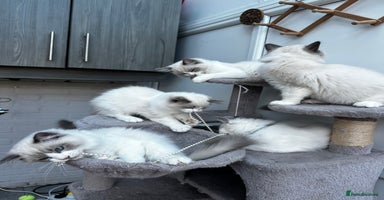 Ragdoll cats - Advert 2