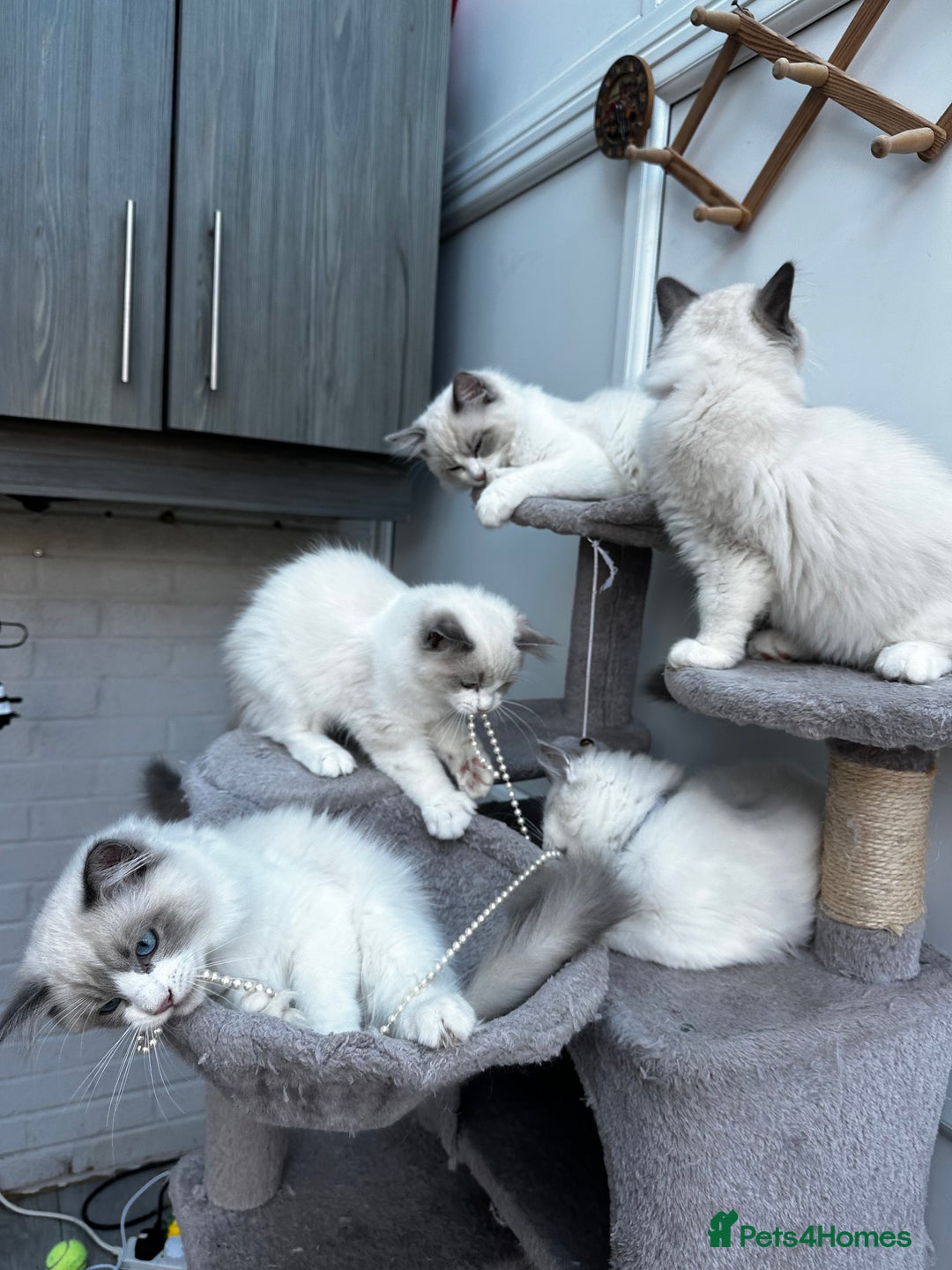 Ragdoll cats for sale: Male Ragdoll kittens - Image 3