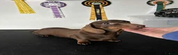 Miniature Dachshund dogs for sale: KC Registered Miniature Dachshund Puppies in Newtownabbey - Advert 9