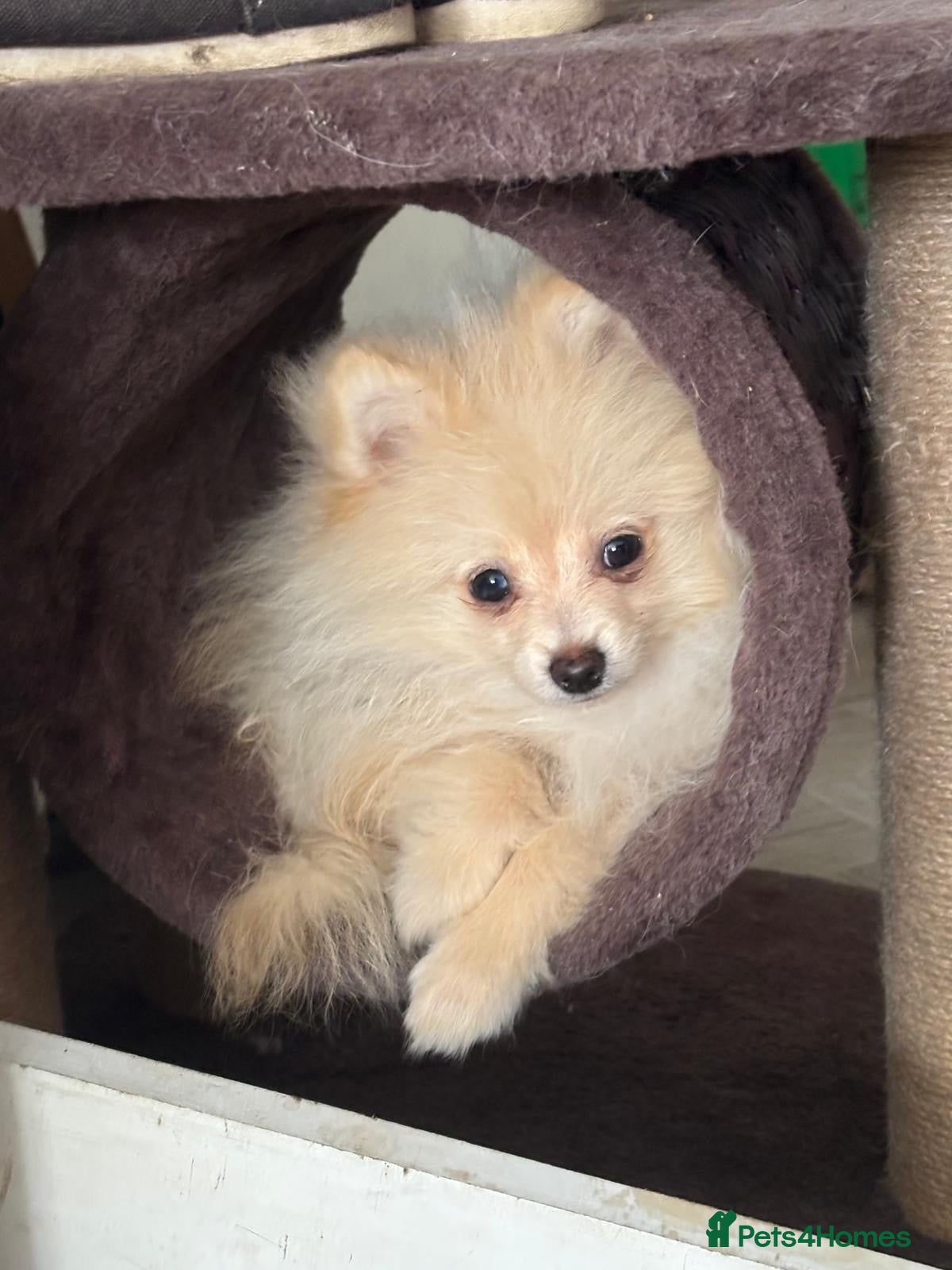 Pomeranian dogs REDUCED!!  KC FULLY VACCINATED Pomeranians   - Advert 1
