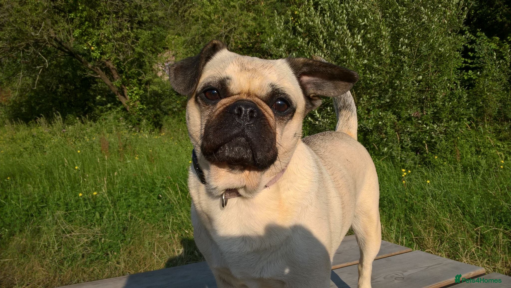 Frug dogs INDIA - Advert 2