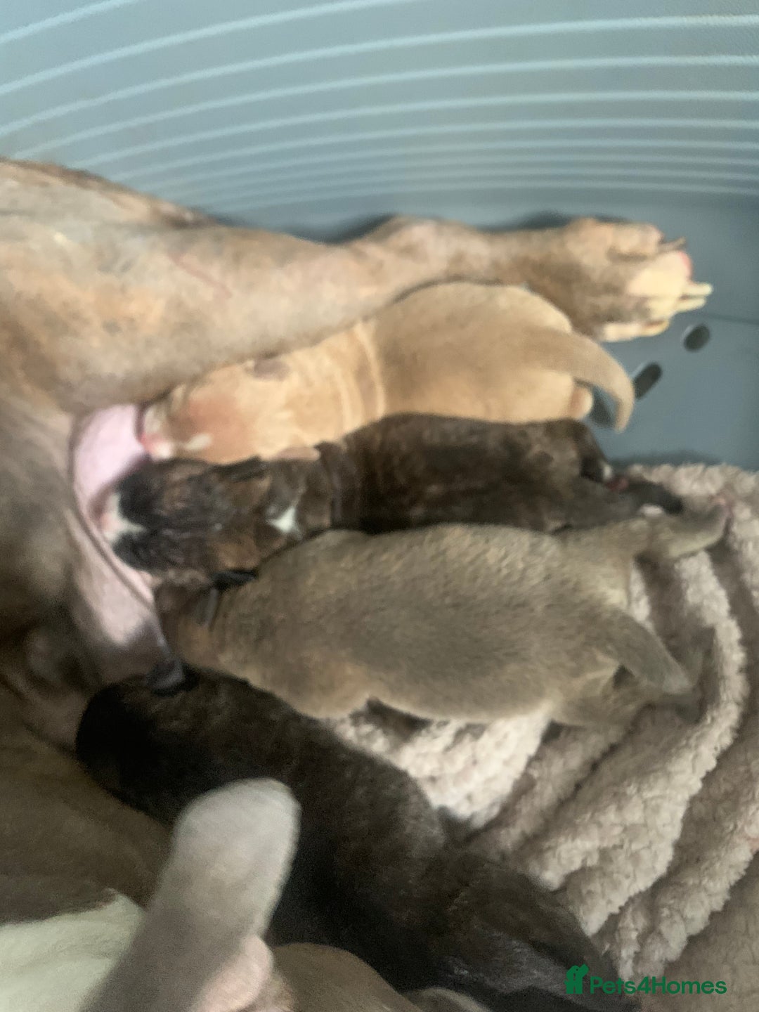 Mixed Breed dogs for sale: Staffies X pocket bully’s  - Image 2