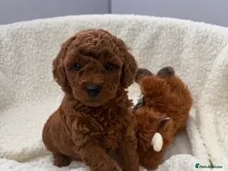 Cavapoo dogs Health tested Cavapoo puppies - Advert 8