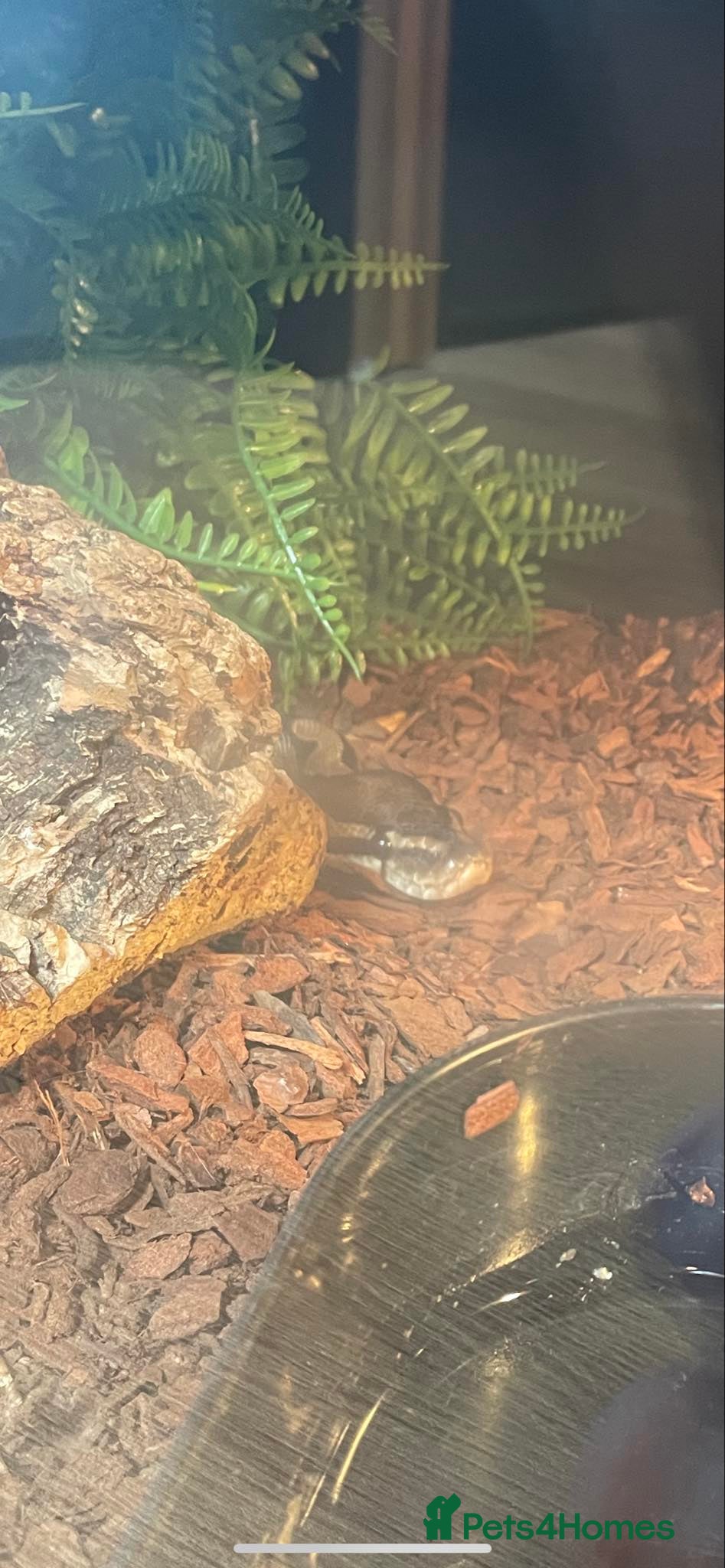 Python Snake reptiles female royal python and setup - Advert 1