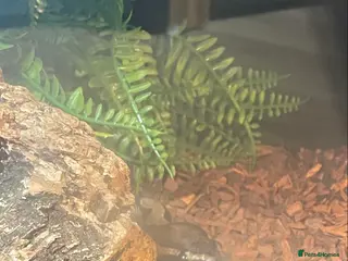 Python Snake reptiles female royal python and setup - Advert 1