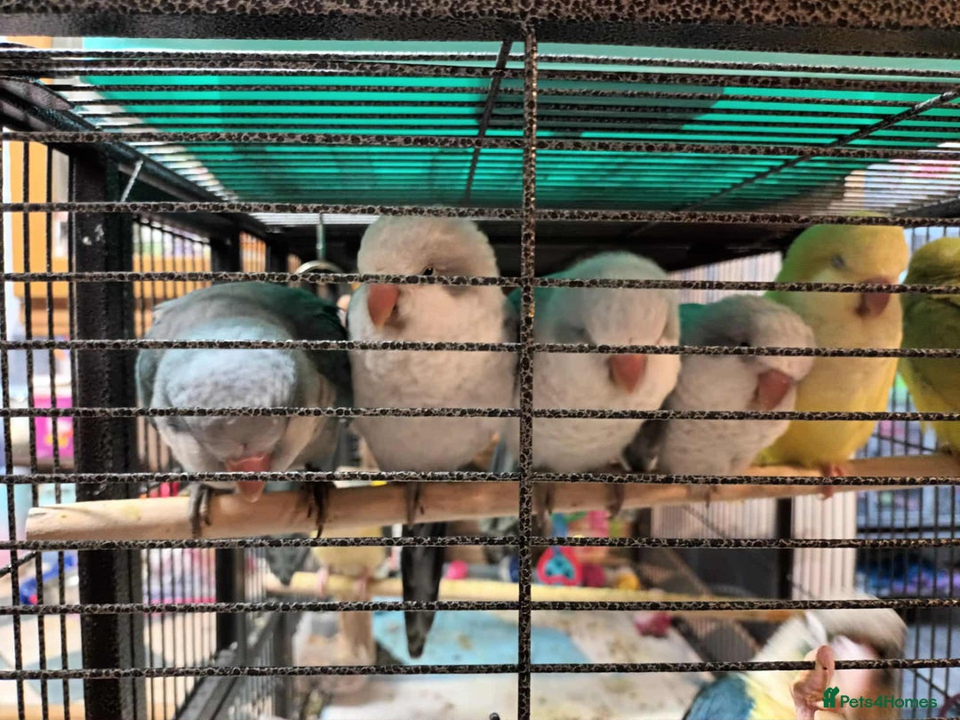 Parrots birds for sale: Hand reared Quaker and Conure chicks - Image 24