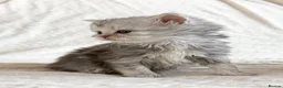 Persian cats for sale: Affectionate and beautiful persian kittens  - Advert 4